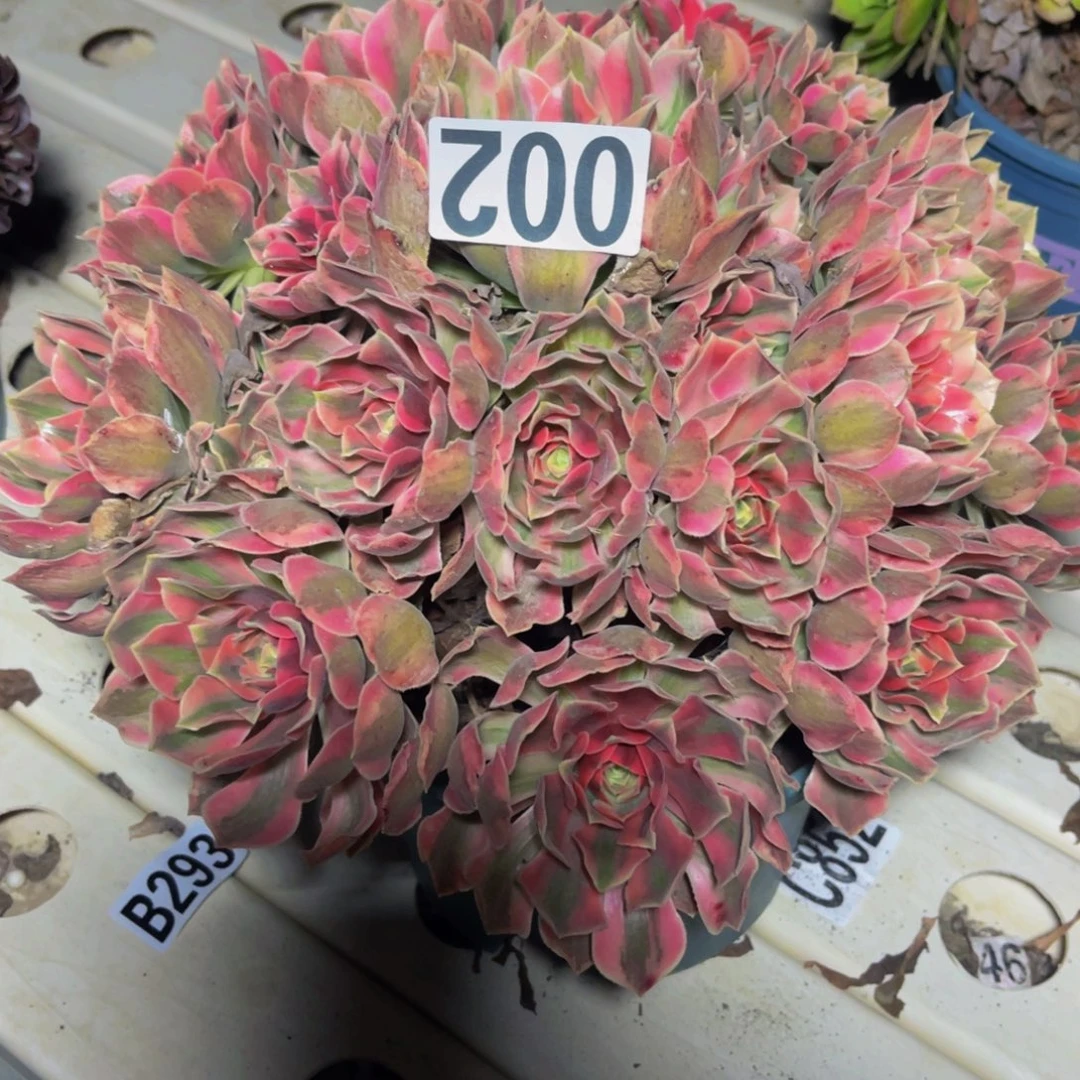 女妖法师7-2包邮法师