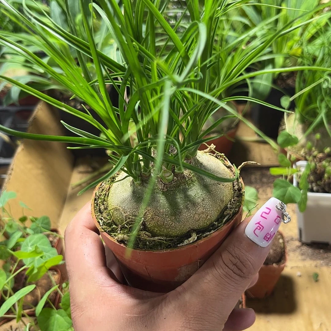 酒瓶兰有根发货有根发货