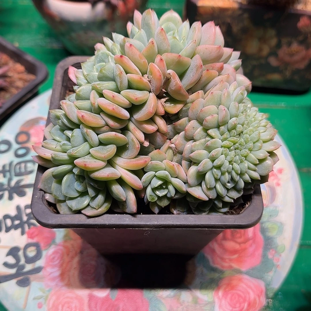 多肉植物多肉植物