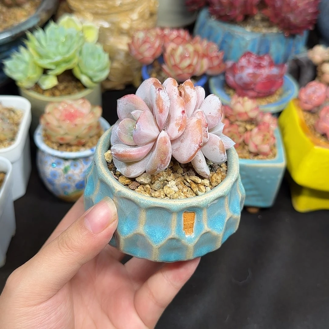 奶茶6cm左右带盆土发货