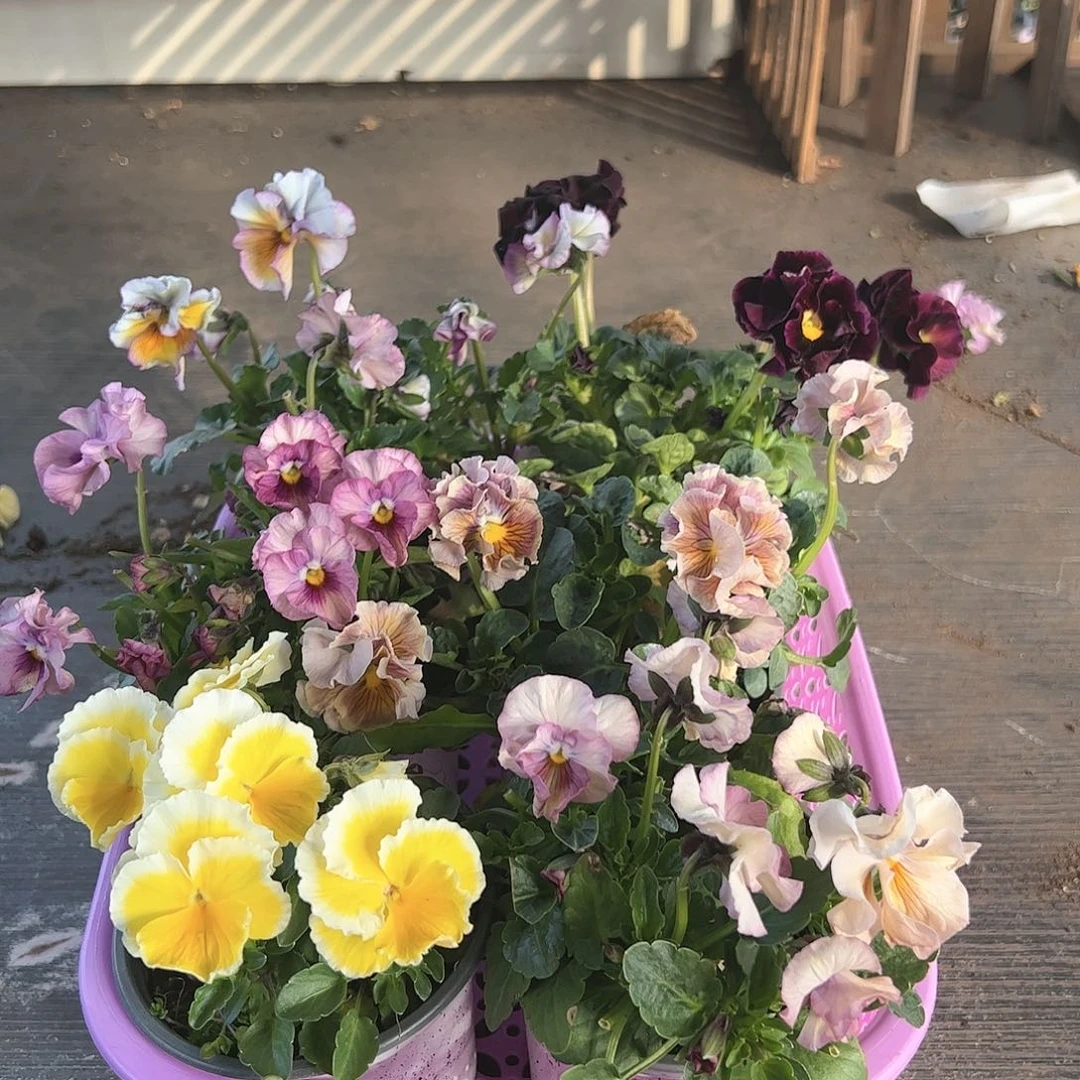 【闪购商品】259号