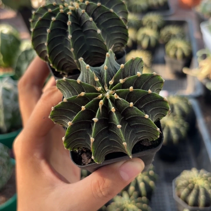 二个实生肋骨好养皮实量拍