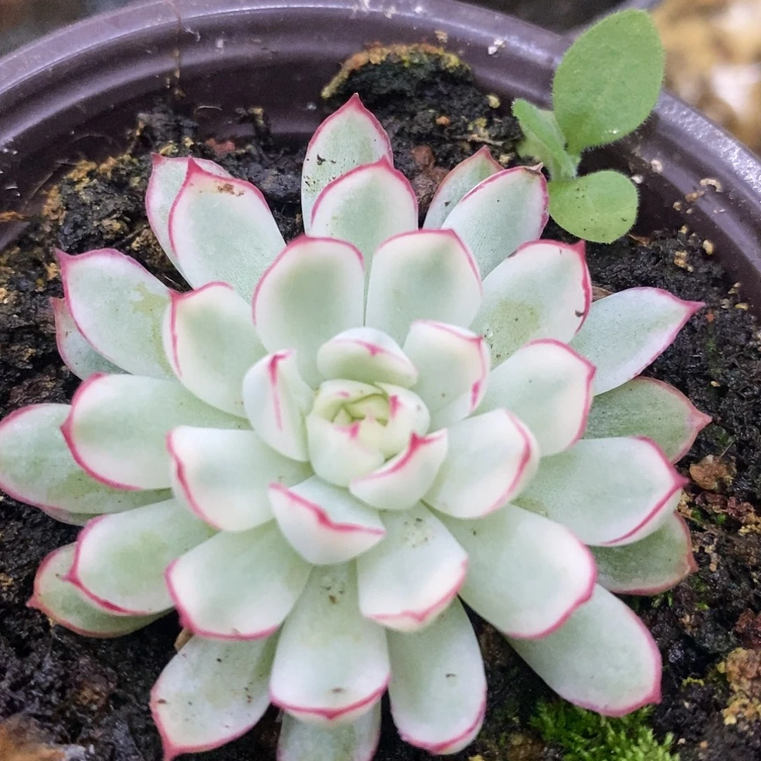 梦幻玫瑰哈哈哈哈