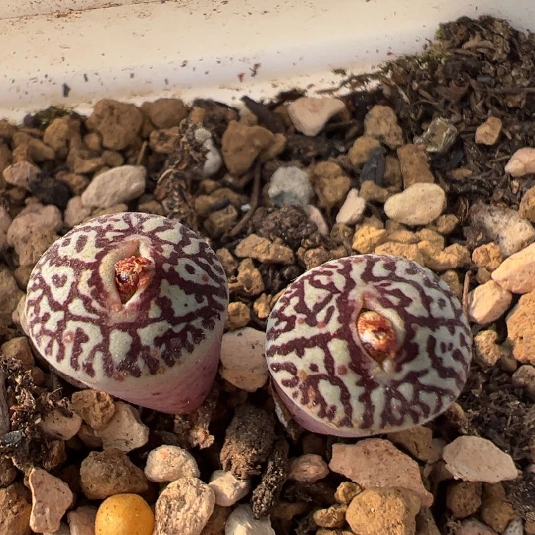 98多肉植物百科植物