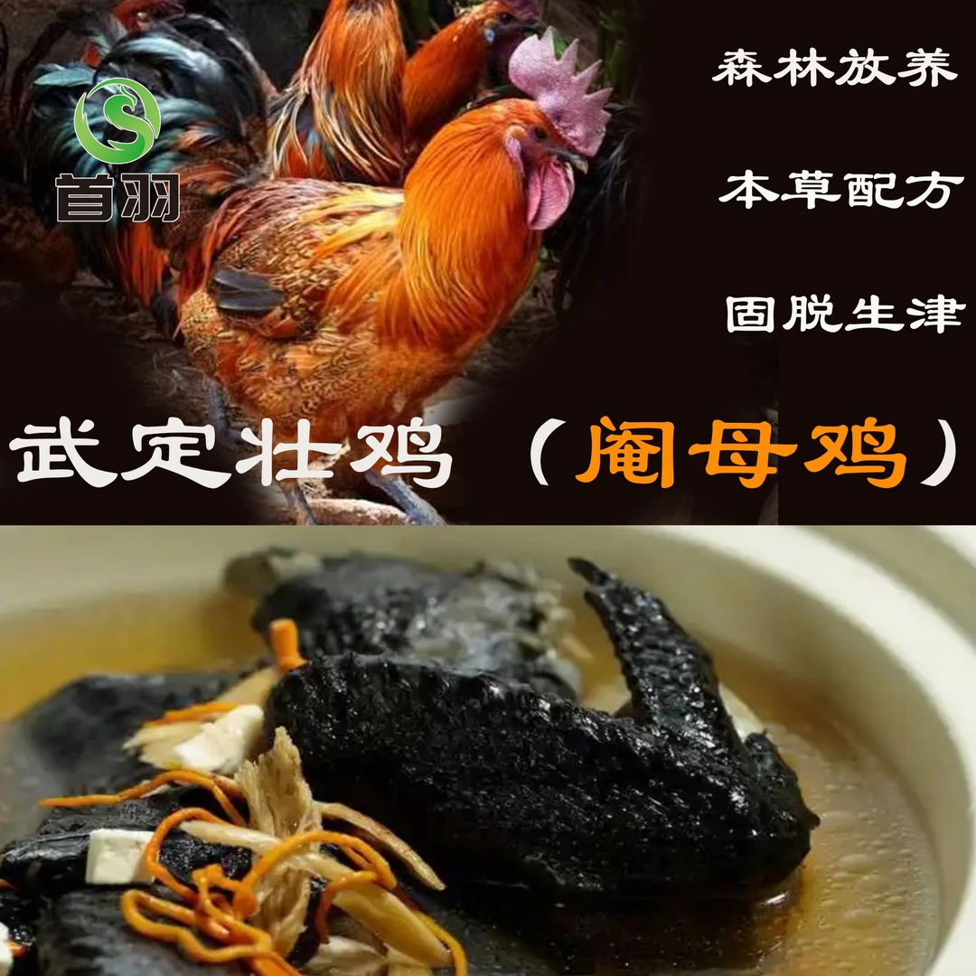 武定壮鸡 阉母鸡