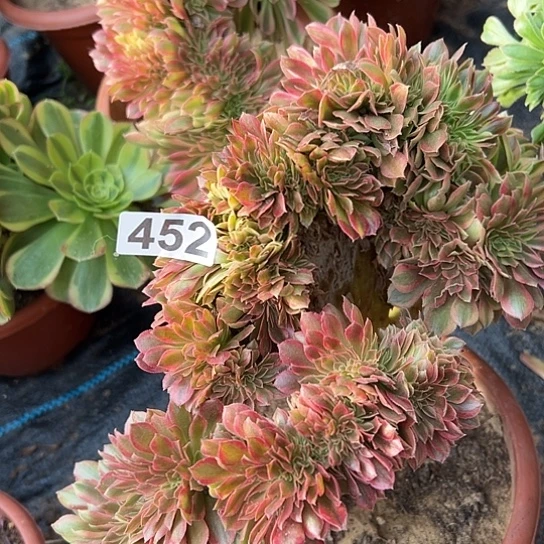 用***4多肉植物一斑斓452