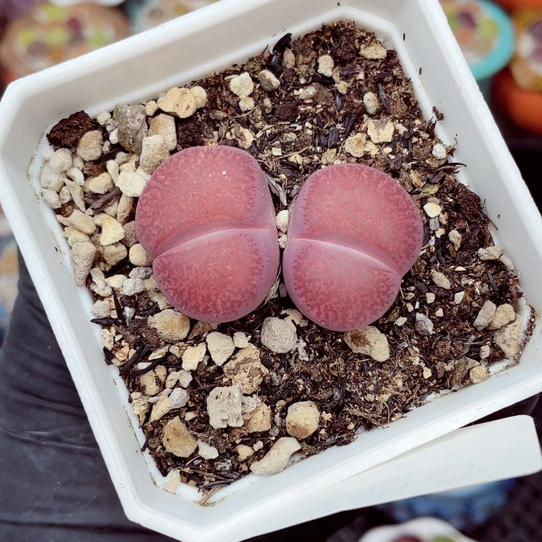 生石花满18包邮1025-39