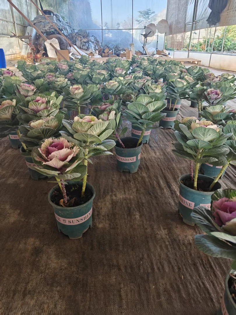 （基地直发）耐寒很强冬日玫瑰羽衣甘蓝盆栽多年生