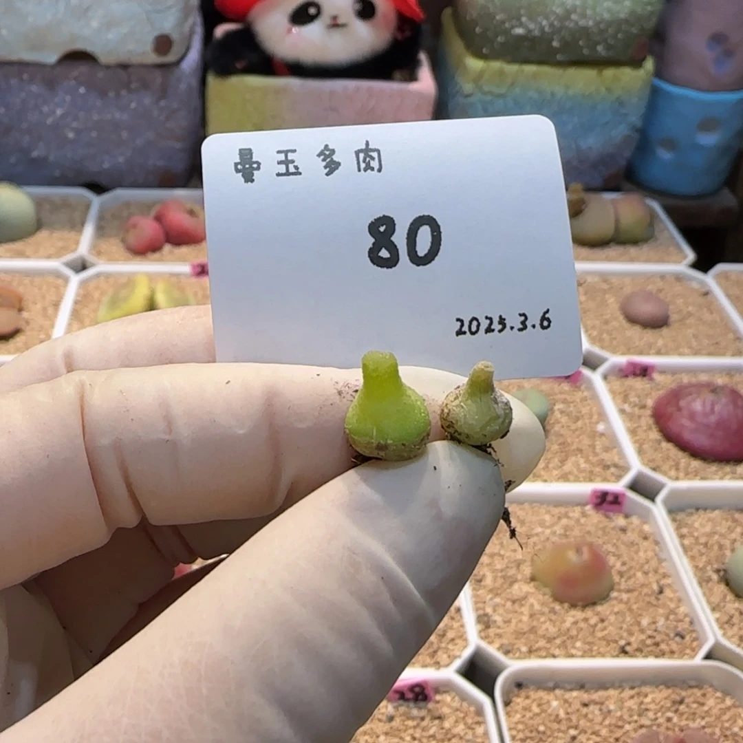 e***m多肉多肉多肉3.6-080