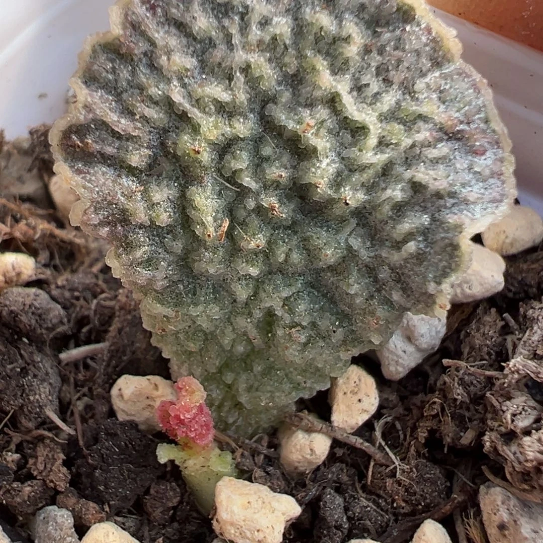 红玫瑰水泡多肉植物水泡