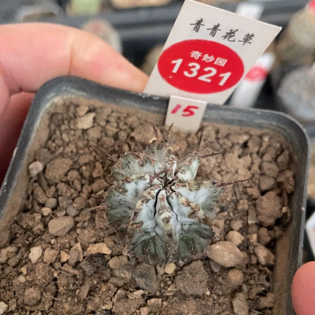 实生螺旋白衣魁伟玉2.7cm