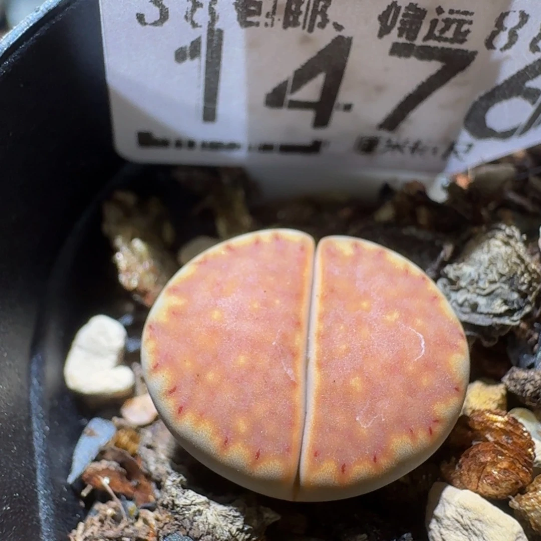 Sssss精品生石花1476