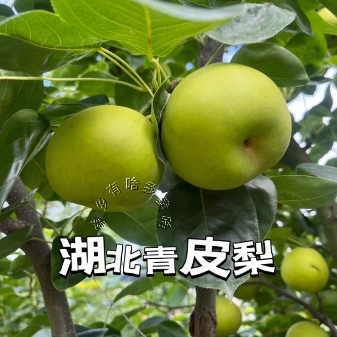 5斤湖北青皮梨新鲜水果翠玉梨上市清甜可口美味旧口梨子
