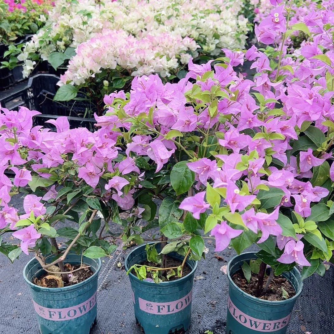 大部分花苞少量开放巴西紫掌中宝一棵