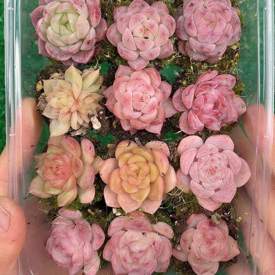 多肉一物一拍26-119