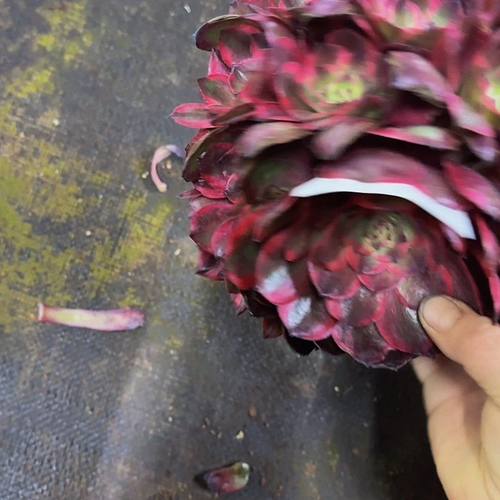 撸***。多肉植物红花郎1229