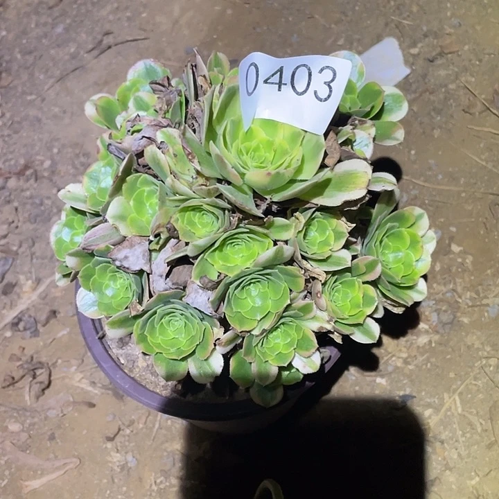 多肉植物法师不包断枝403欣尼亚