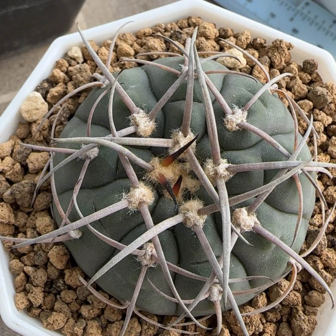 026实生渡边光琳多肉