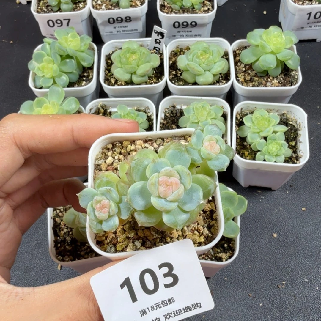 十***и糖混三头一物一拍103