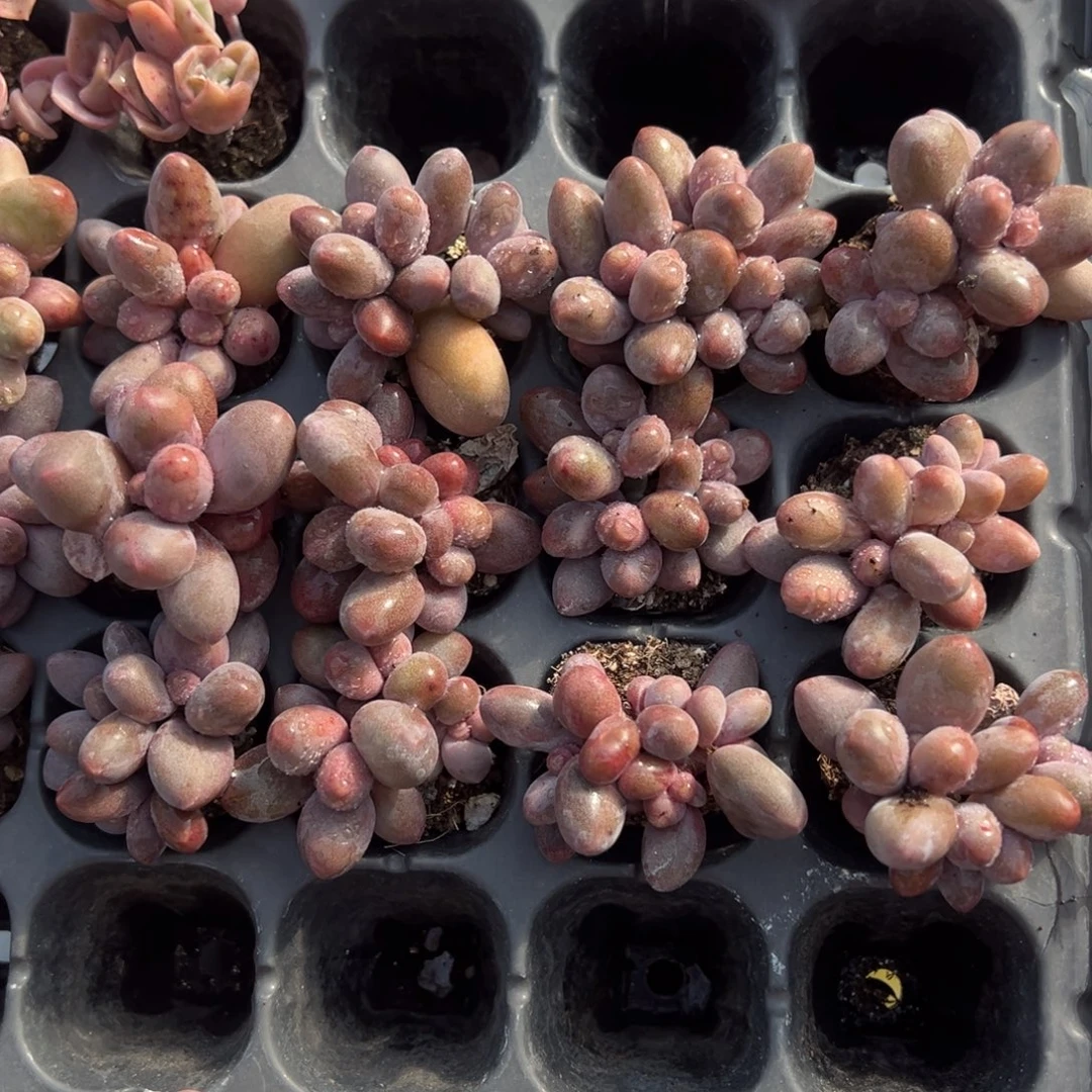 糖果美人3头3cm到手3颗满18元包邮下午发货