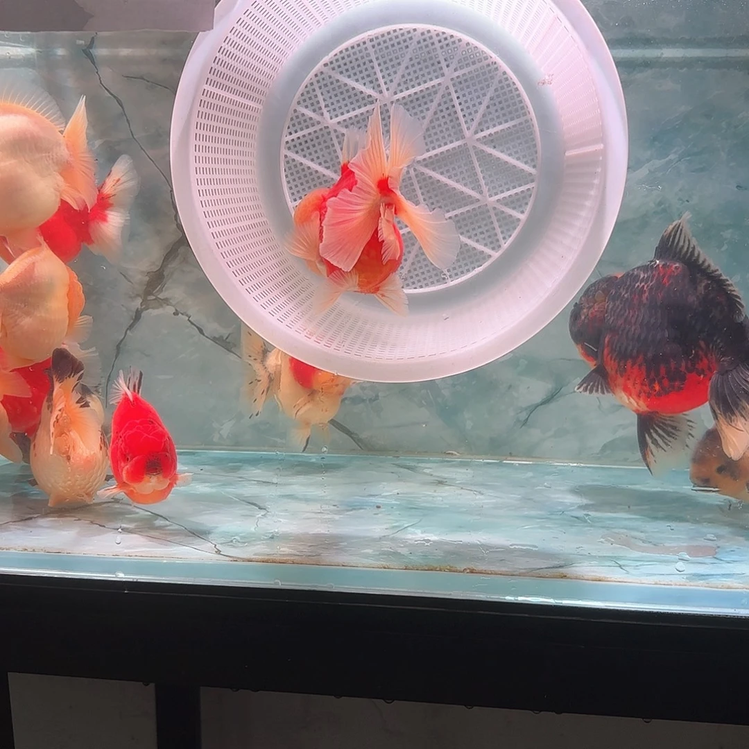 海水鱼啊啊啊啊啊啊啊啊了