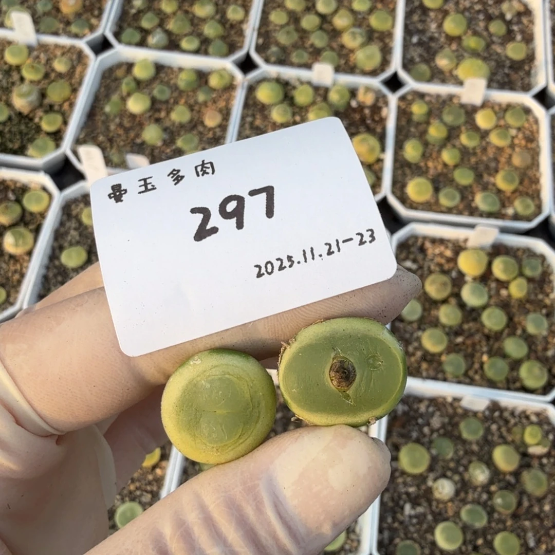 卢****多肉多肉多肉11-297