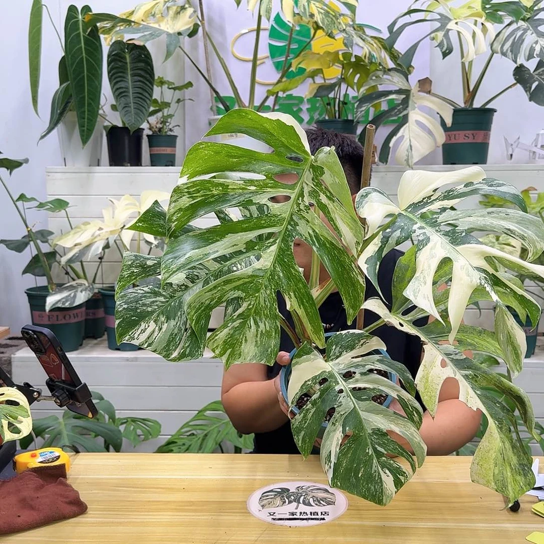 无花朵?B7白龟1111