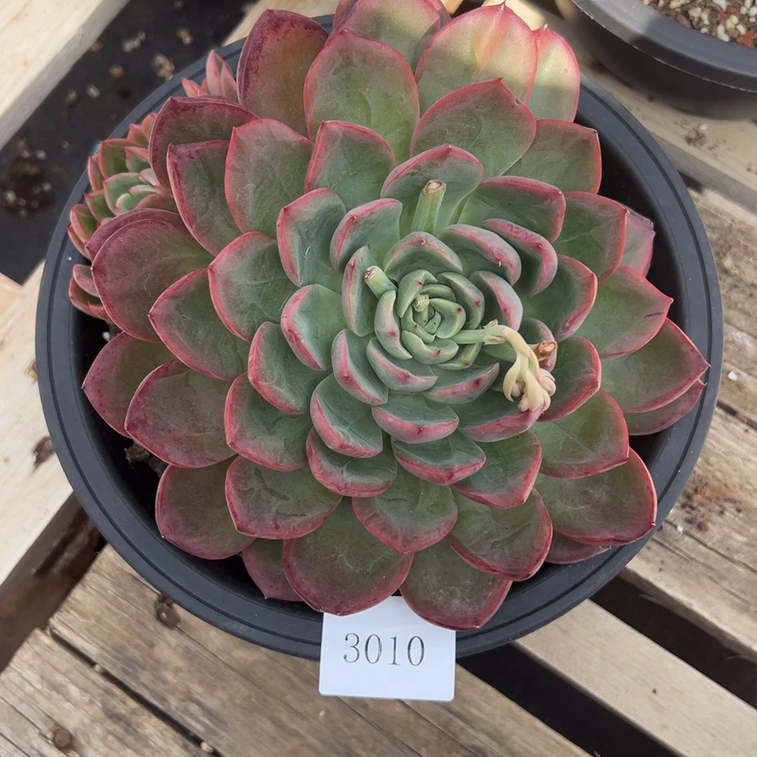 ?****?3010多肉多多多多多