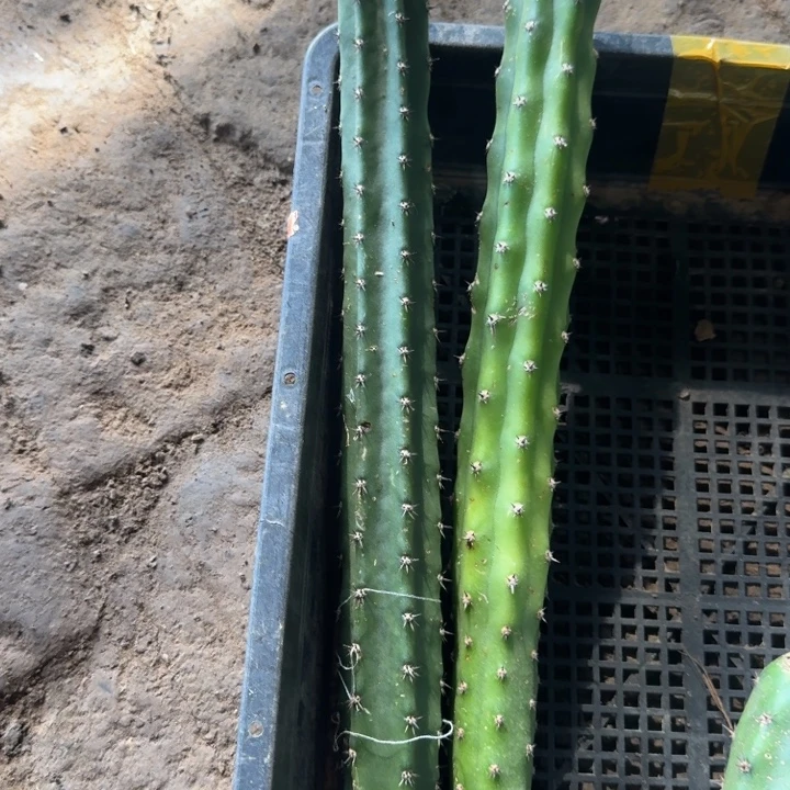 230秀普2个无根侧牙30公分左右，20包邮