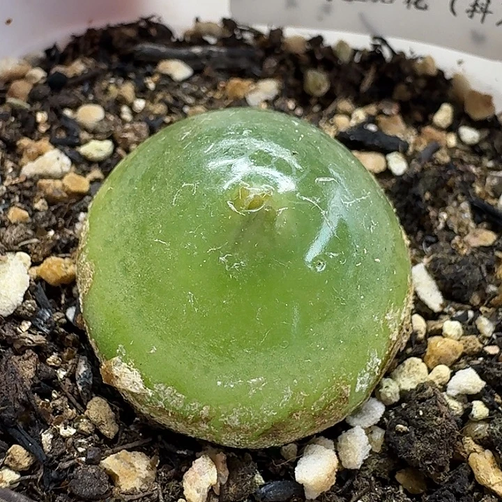 老马生石花2.8灯泡2504