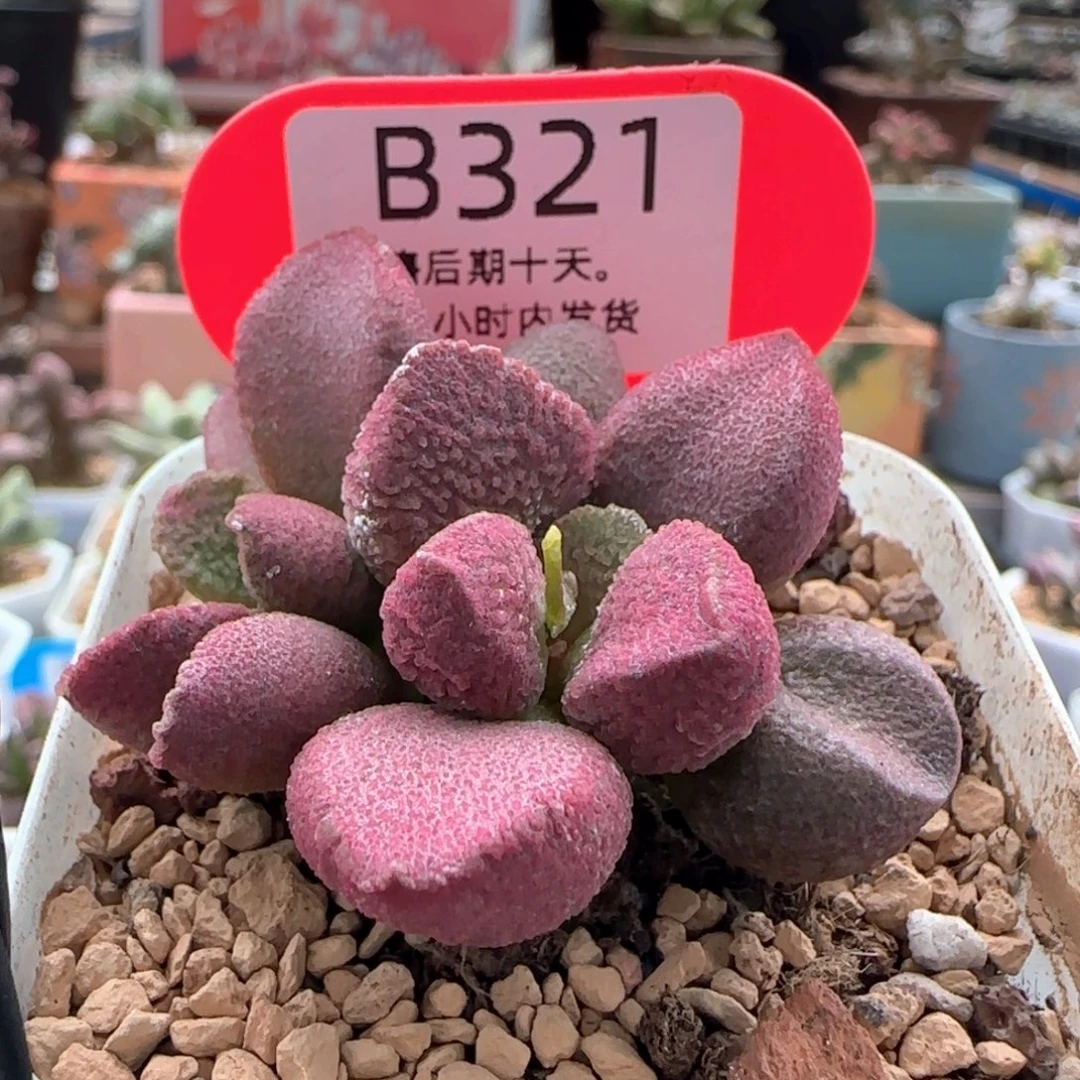 开播福利。    321。