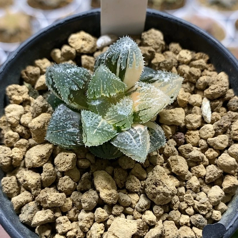 【闪购商品】122魔刺锦