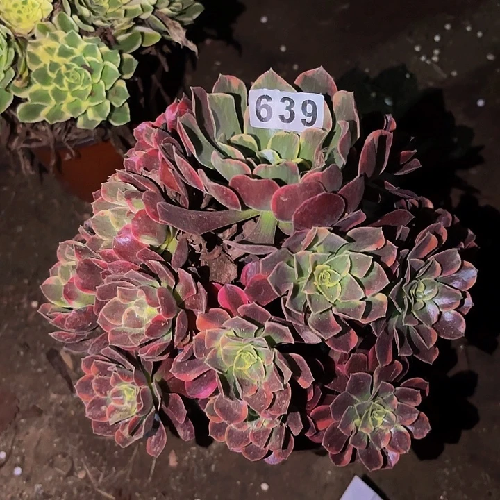 639金丝雀多肉植物不售后