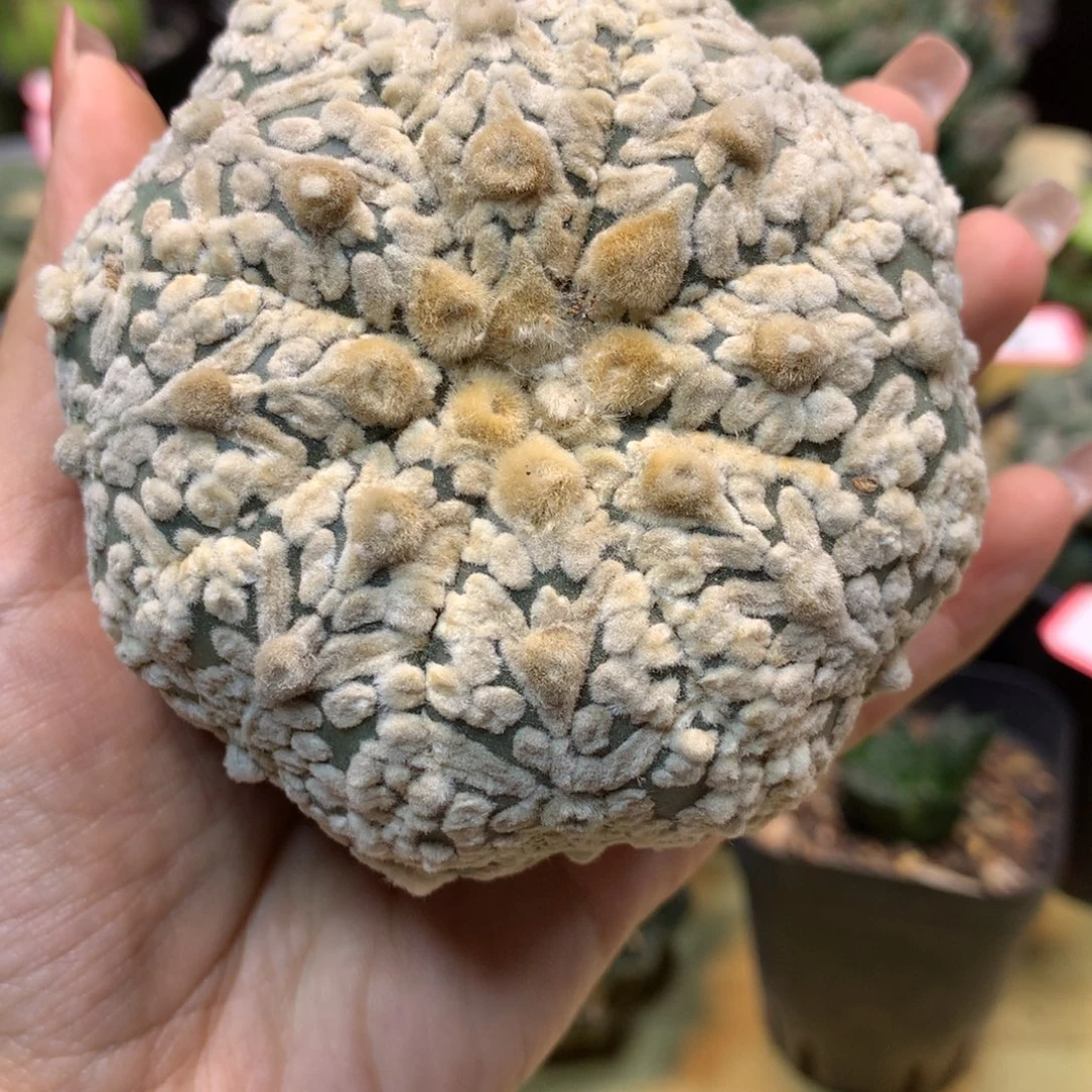 37号 自根 浓白海星v兜8.3公分