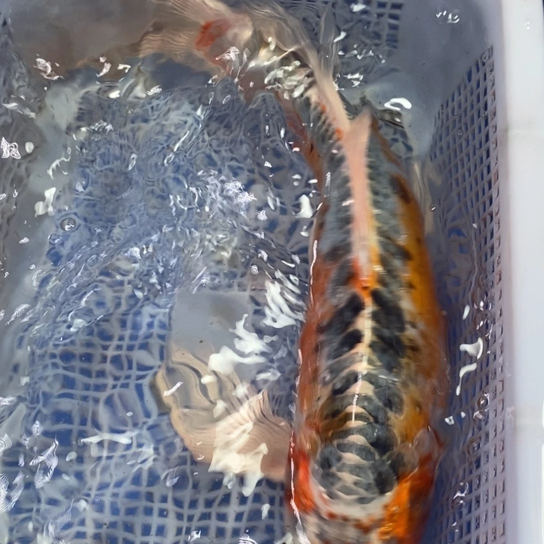 锦鲤冷水锦鲤包邮