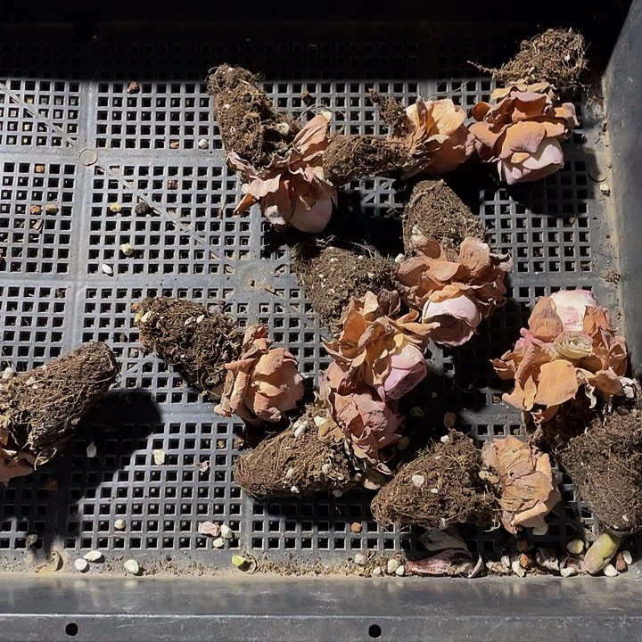 兜***，48号筐带土发货玫瑰