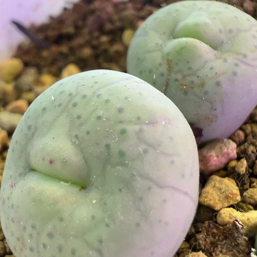 奶油厚唇嘟嘟嘴 肉锥植物