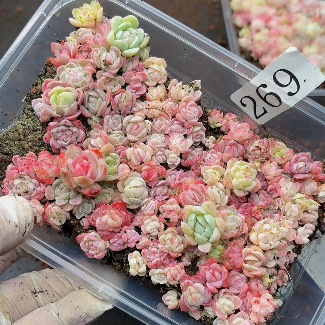 多肉植物多肉植物269