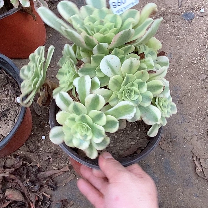 98绿豆沙肉满20包邮