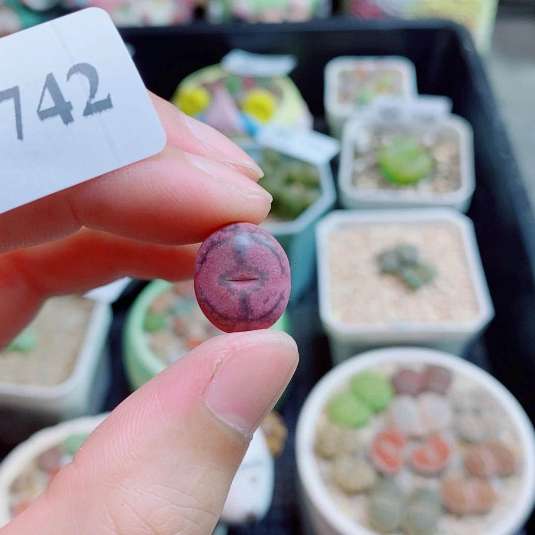 生石花花花花花742