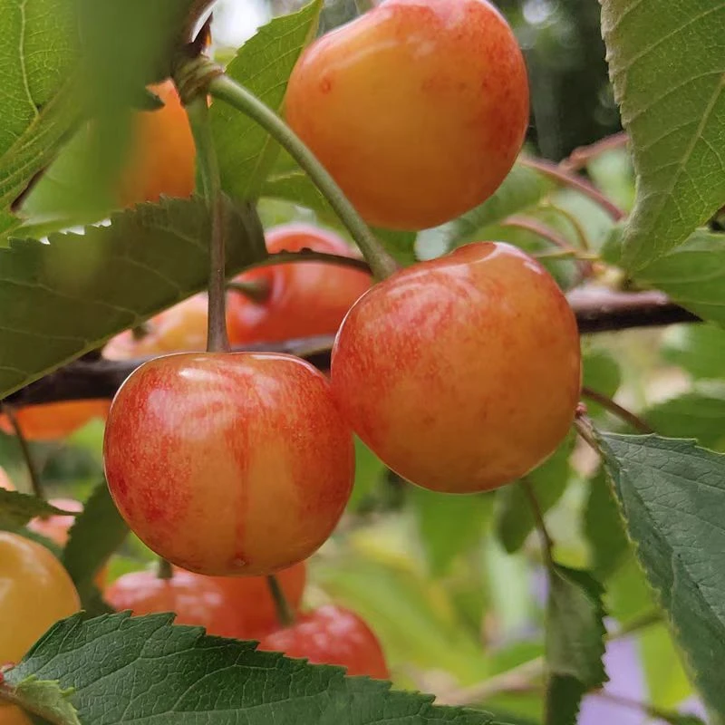山东烟台高甜黄蜜顺丰空运包邮现摘黄水晶大樱桃新鲜纯甜无酸水果