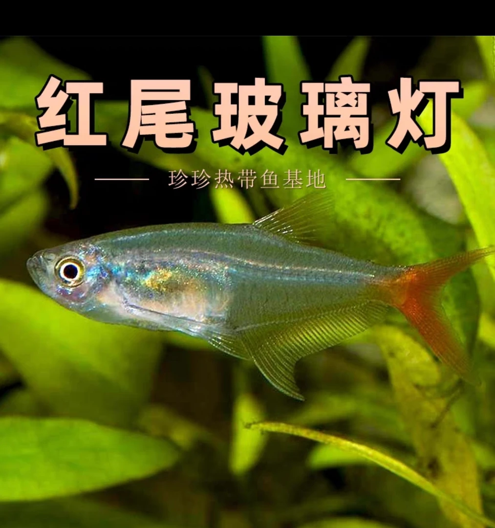 红尾玻璃扯旗灯鱼小型热带观赏鱼草缸精品可混养群游鱼斑马鱼活体