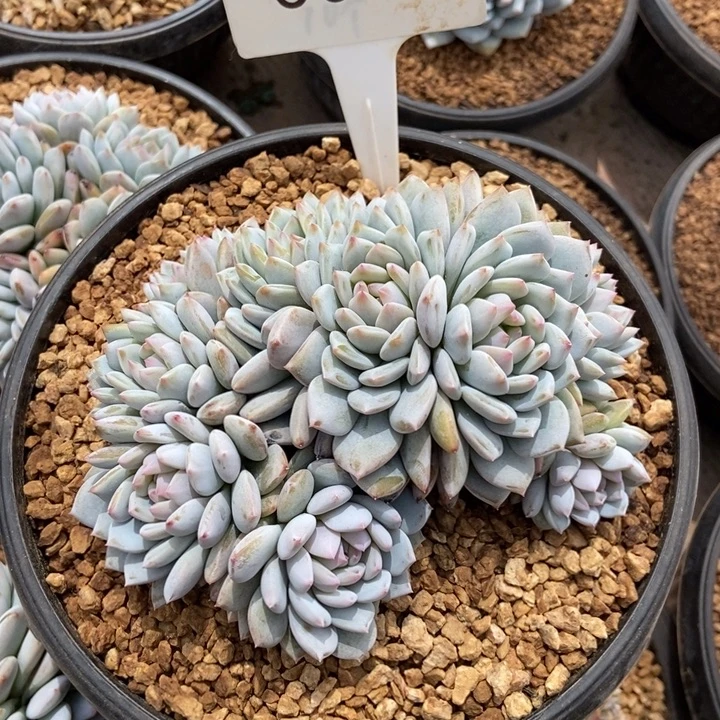 L***.0046。    星星橙朵缀