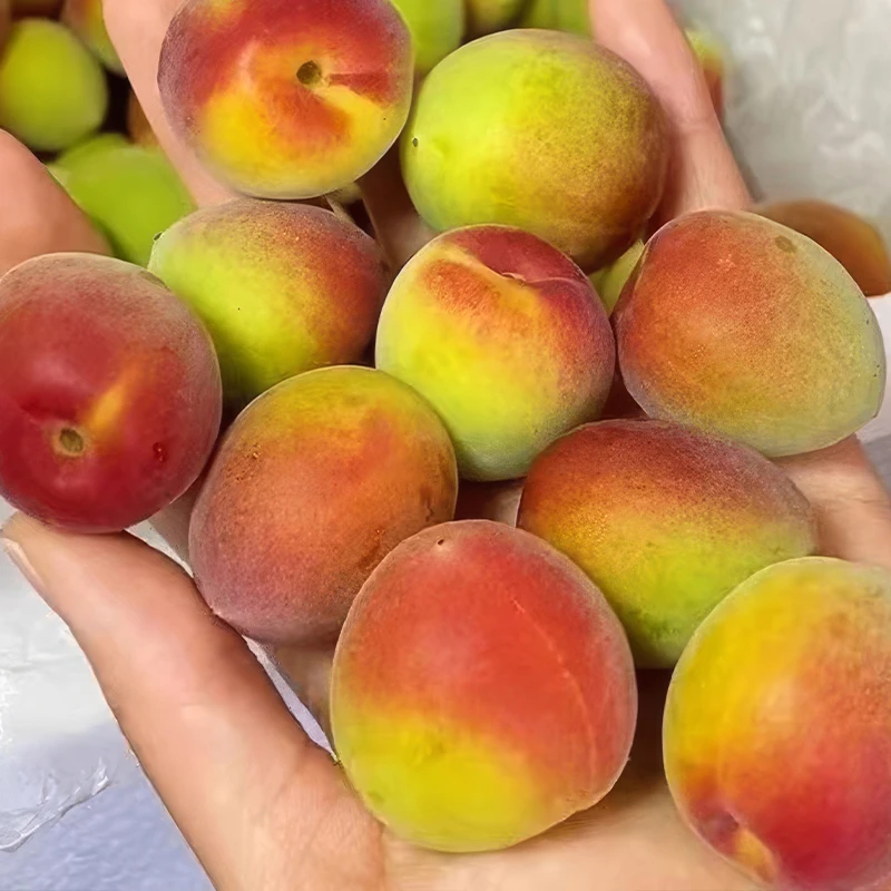 【红】云南大理新鲜胭脂梅 泡酒梅子