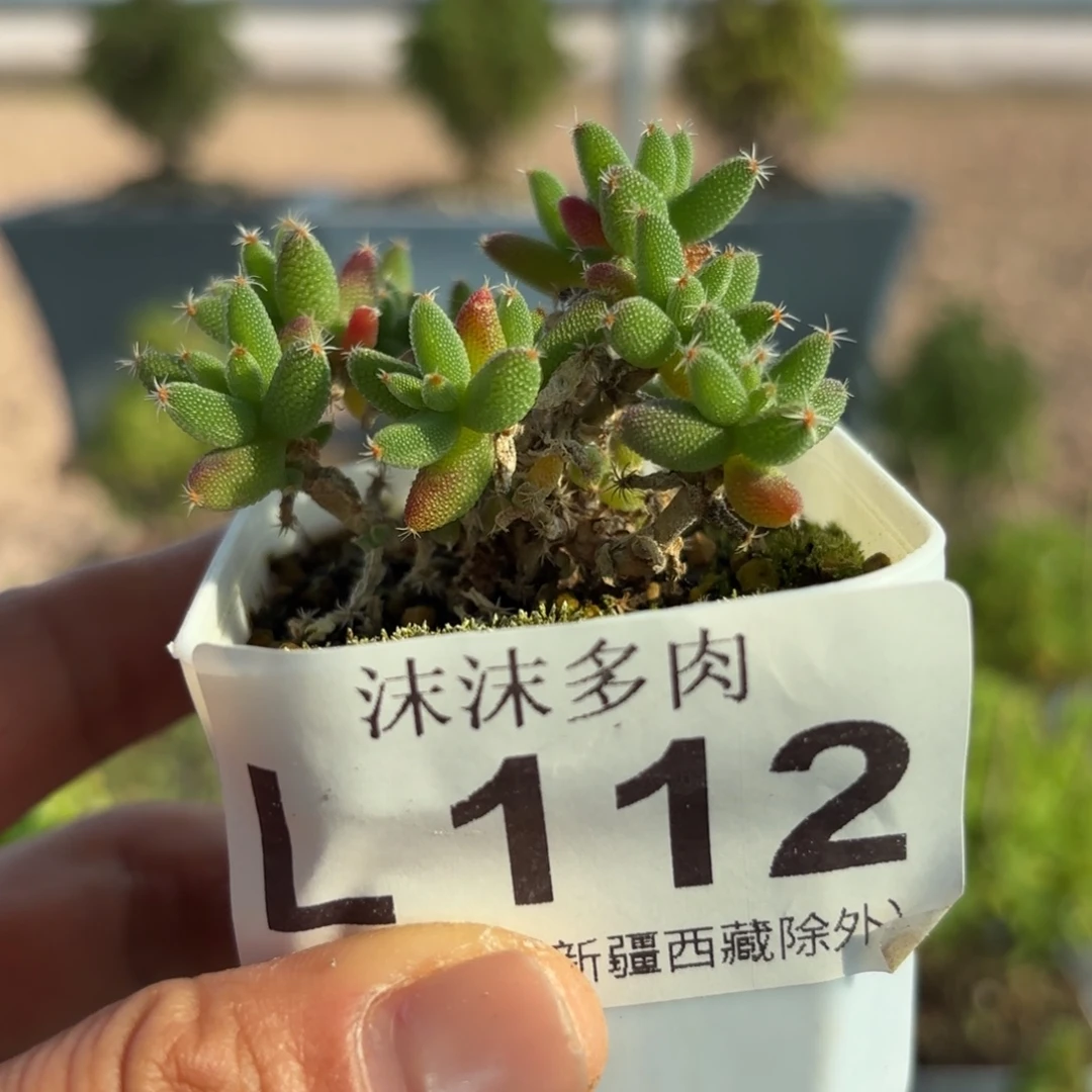 112玉米枝干番杏福利