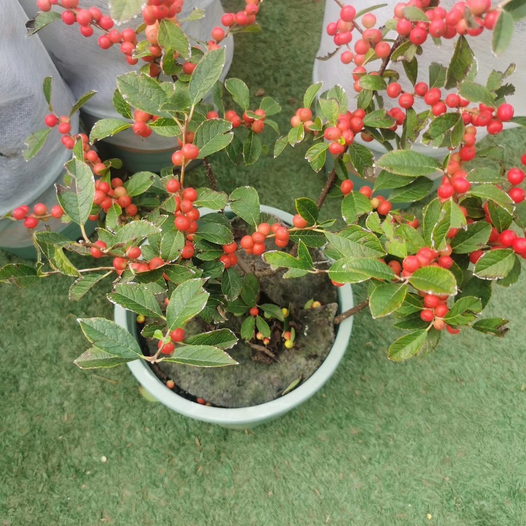 盆栽观果植物北美冬青室内阳台庭院花卉绿植