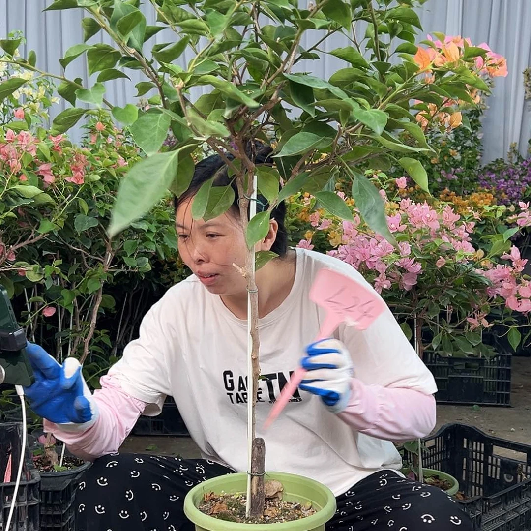 李***靖大部分花苞少量开放L24