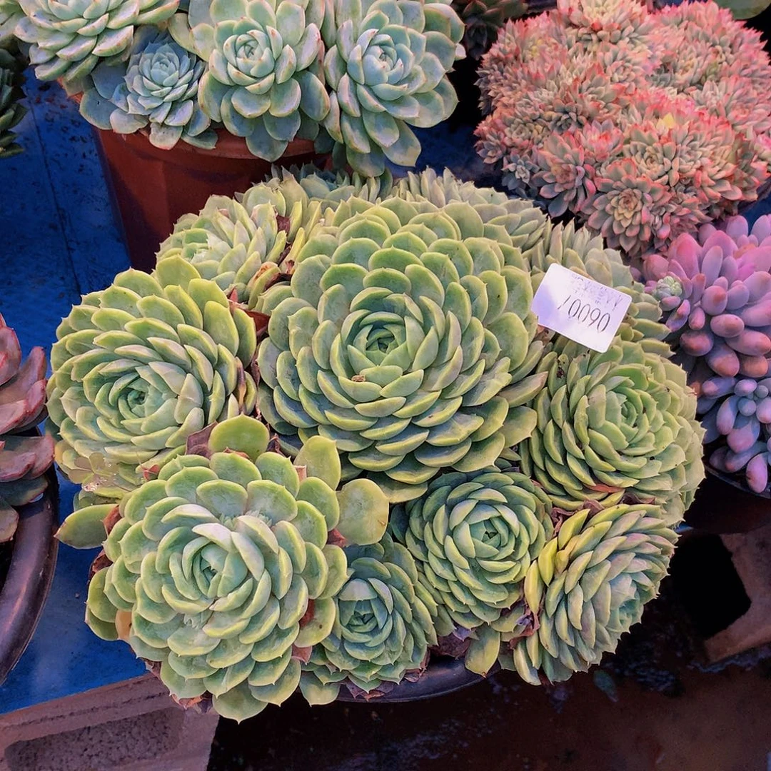 快****    昂斯诺多肉06007