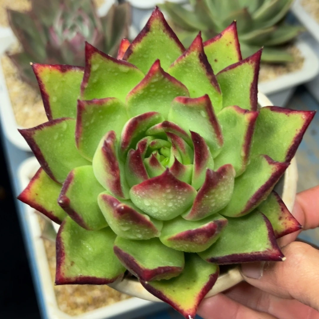 多肉植物一物一拍（1号）