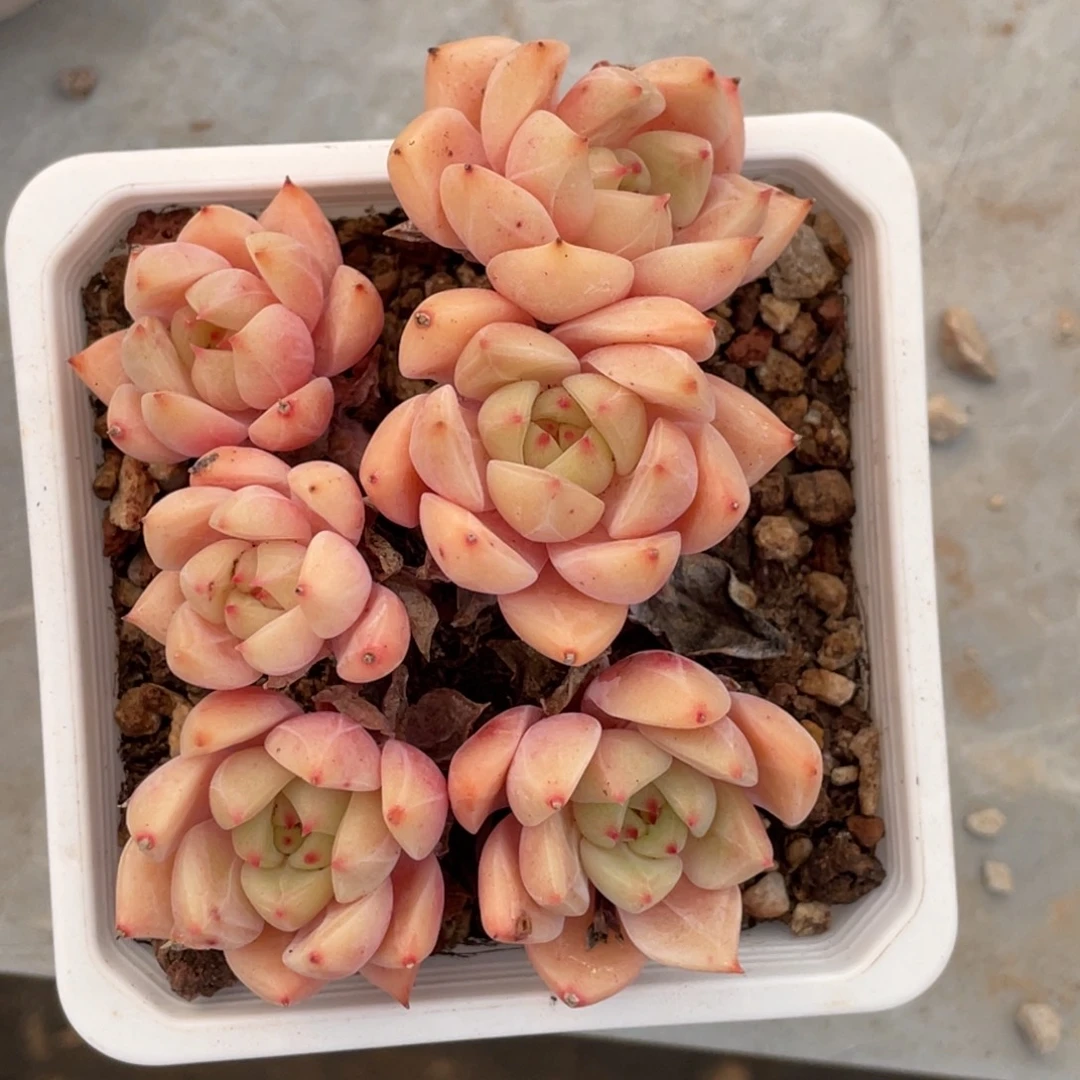 蓝眼睛六头小群生